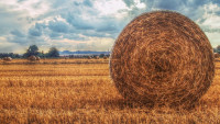 žně pole field-2909260 1280